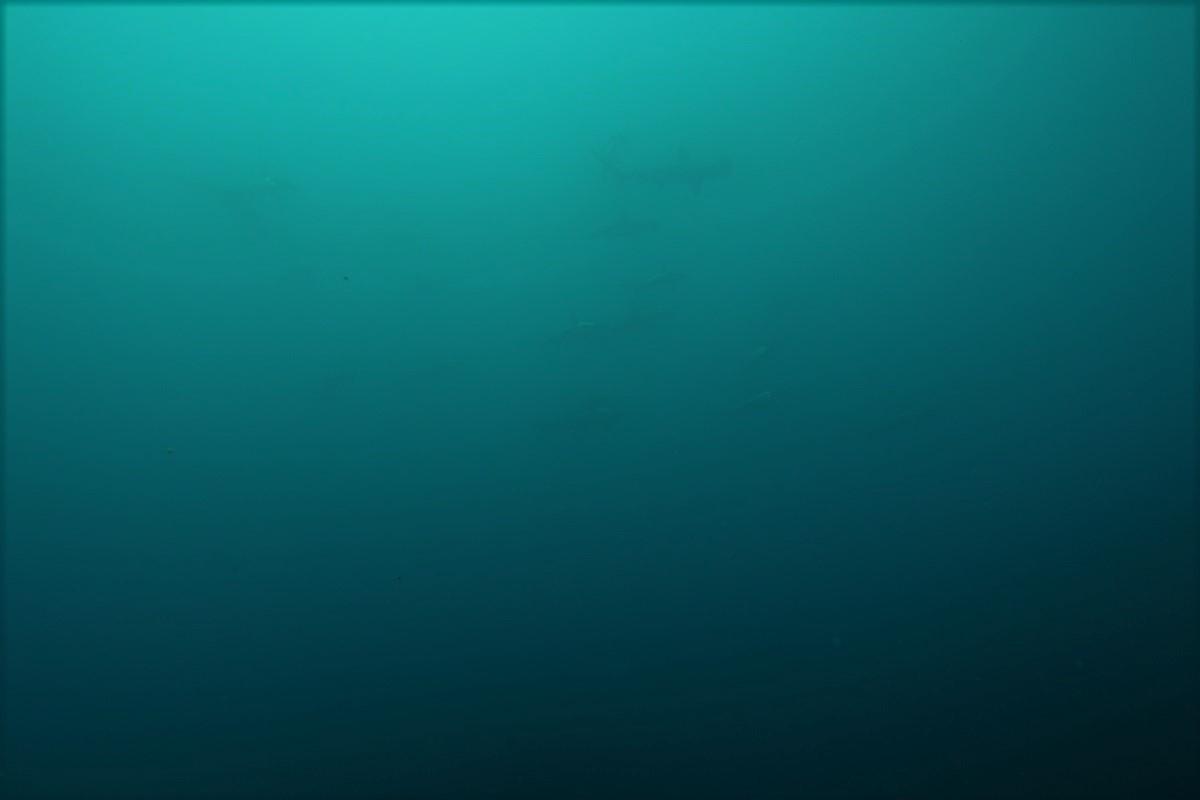 今日の神子元島2ダイブ 不安定な水色水温ですが魚影は濃いですよ ダイビングログ 神子元 神子元島のダイビングなら神子元マリンサービス