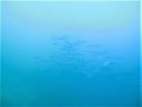 ぶん流れの下げ潮　時間によって水温透視度変化[1]