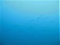 ぶん流れの下げ潮　時間によって水温透視度変化[2]