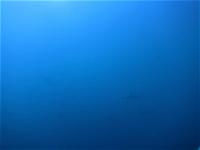 白濁りしましたが水温MAX27.7℃　＃ハンマー単体～群れ、メジロザメ[3]