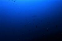 白濁りしましたが水温MAX27.7℃　＃ハンマー単体～群れ、メジロザメ[8]