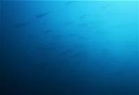 今日の神子元島　＃4航海目のラストに水色アップの青い潮！[2]