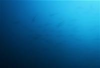 今日の神子元島　＃4航海目のラストに水色アップの青い潮！[3]