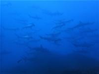 ミラクルの神子元島　＃29℃の青い潮、そしてハンマー群れ[8]