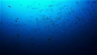 今日の神子元島　東洋のガラパゴスは水色も生物も抜群の3ダイブ[1]