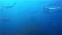 今日の神子元島　東洋のガラパゴスは水色も生物も抜群の3ダイブ[3]