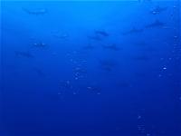 今日の神子元島　東洋のガラパゴスは水色も生物も抜群の3ダイブ[5]