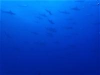 今日の神子元島　東洋のガラパゴスは水色も生物も抜群の3ダイブ[6]