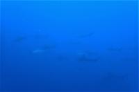 今日の神子元島4航海　＃青い層が増量！そしてハンマー群れ[8]