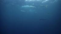 今日の神子元島　＃透視度悪かったですが魚影濃い海です[1]