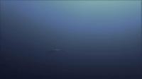 今日の神子元島　＃透視度悪かったですが魚影濃い海です[2]