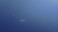 今日の神子元島　＃透視度悪かったですが魚影濃い海です[3]