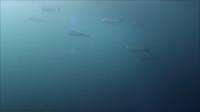 今日の神子元島　＃透視度悪かったですが魚影濃い海です[4]