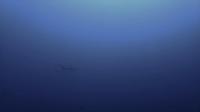 今日の神子元島　＃透視度悪かったですが魚影濃い海です[6]