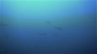 今日の神子元島　＃透視度イマイチでしたが魚影濃くハンマー群れ[2]