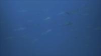 今日の神子元島　＃透視度イマイチでしたが魚影濃くハンマー群れ[3]
