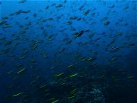 今日の神子元島　＃水色はイマイチでしたが魚影濃く賑やかな海！[2]
