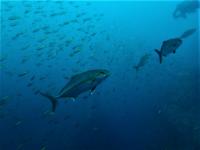 今日の神子元島　＃水色はイマイチでしたが魚影濃く賑やかな海！[3]