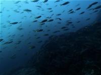 今日の神子元島　＃水色はイマイチでしたが魚影濃く賑やかな海！[6]