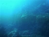 今日の神子元島　＃水色はイマイチでしたが魚影濃く賑やかな海！[8]