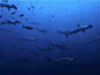 サメだらけ！賑やかすぎる水中はまさに東洋のガラパゴス認定！[4]