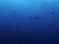 サメだらけ！賑やかすぎる水中はまさに東洋のガラパゴス認定！[7]