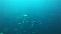 今日の神子元島3ダイブはサメワールド　東洋のガラパゴス認定[2]