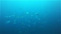今日の神子元島3ダイブはサメワールド　東洋のガラパゴス認定[4]
