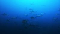 今日の神子元島　東洋のガラパゴス　オプションはジンベイザメ[2]