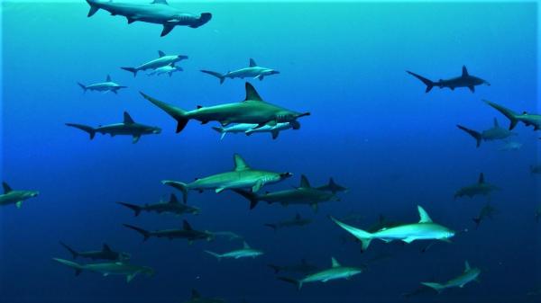 東洋のガラパゴス　7月最終日はハンマーとマンボウ！