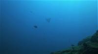中層の小群れ単体～大きな群れは深場で苦戦でしたが最高の海！[5]