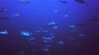 東洋のガラパゴス　青いサメの王国[3]
