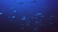 東洋のガラパゴス　青いサメの王国[6]