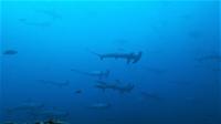 青い海！素晴らしい魚影！ハンマー群れ～ギンガメアジ10匹[3]