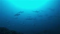 青い海！素晴らしい魚影！ハンマー群れ～ギンガメアジ10匹[4]