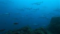 青い海！素晴らしい魚影！ハンマー群れ～ギンガメアジ10匹[5]