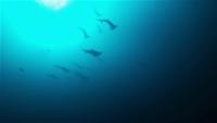 青い海！素晴らしい魚影！ハンマー群れ～ギンガメアジ10匹[6]