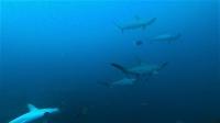 青い海！素晴らしい魚影！ハンマー群れ～ギンガメアジ10匹[7]