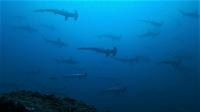 青い海！素晴らしい魚影！ハンマー群れ～ギンガメアジ10匹[8]