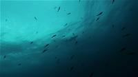 深場だけでなく、ダイバーに優しい浅い深度のハンマー群れ[4]
