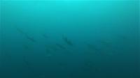 深場だけでなく、ダイバーに優しい浅い深度のハンマー群れ[5]