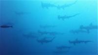 深場だけでなく、ダイバーに優しい浅い深度のハンマー群れ[6]