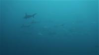 深場だけでなく、ダイバーに優しい浅い深度のハンマー群れ[3]