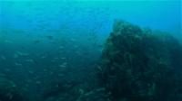 深場だけでなく、ダイバーに優しい浅い深度のハンマー群れ[7]