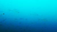 2023.6/8　神子元島3ダイブ　 ( *ﾟ∀ﾟ)　ベタ凪で魚影濃い素晴らしい海!![4]