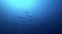 2025.4/19神子元3DIVE[2]