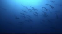 2025.4/19神子元3DIVE[1]