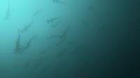 2025.4/19神子元3DIVE[3]