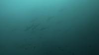 2025.4/20　神子元島３D[4]