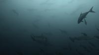 2025.4/28神子元3DIVE[1]